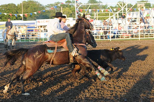 Two men riding horses while trying to wrestle a steer to the ground