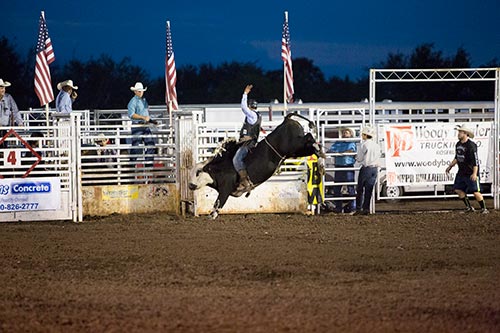 A bull rider riding on a bucking bull at the rodeo