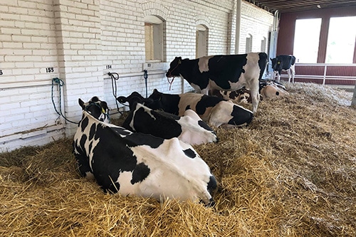 Several dairy cows lying in bedding in the cattle barns
