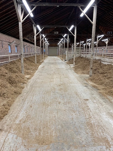 The interior of the cattle barns with bedding on the floor