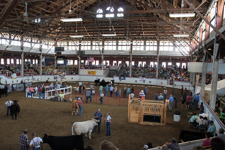 A livestock show happening in the Coliseum