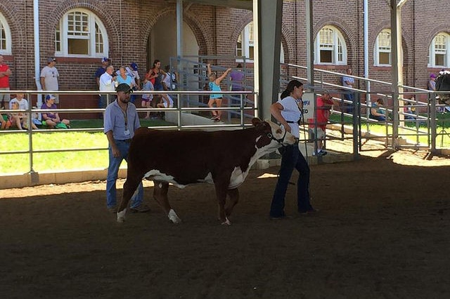 A teenage girl showing a cow in the Donnelly Arena