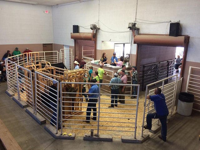 Farmers attending a cattle auction at the Youth Center