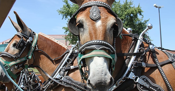 A close up of two horses' faces