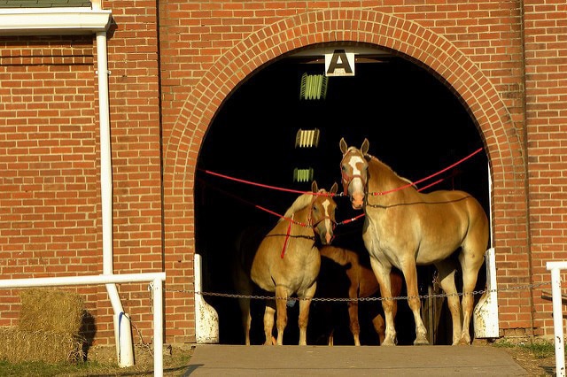 Horses tied out in the doorway of the horse barns