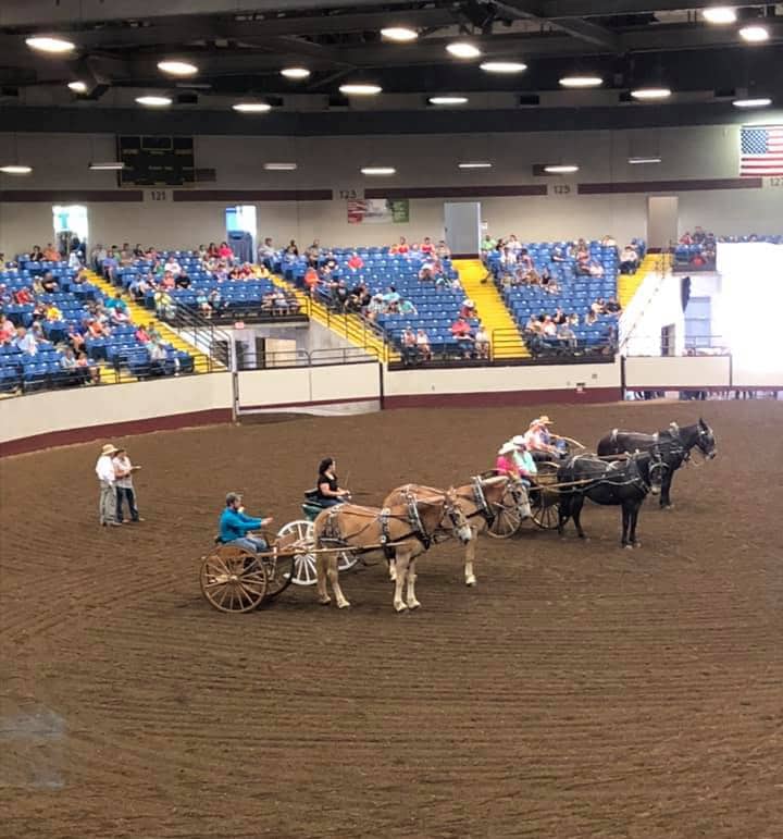 Horses in the dirt arena participating in a show at the Mathewson Exhibition Center