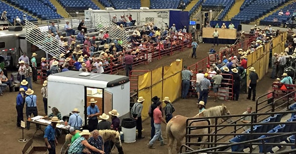 A horse show taking place on the dirt floor of the Mathewson Exhibition Center