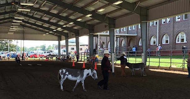 A man wearing a white cowboy hat showing a donkey in the MFA Youth Livestock Arena
