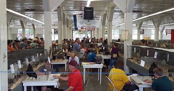 People participating in a rabbit show in the Rabbit & Poultry Building