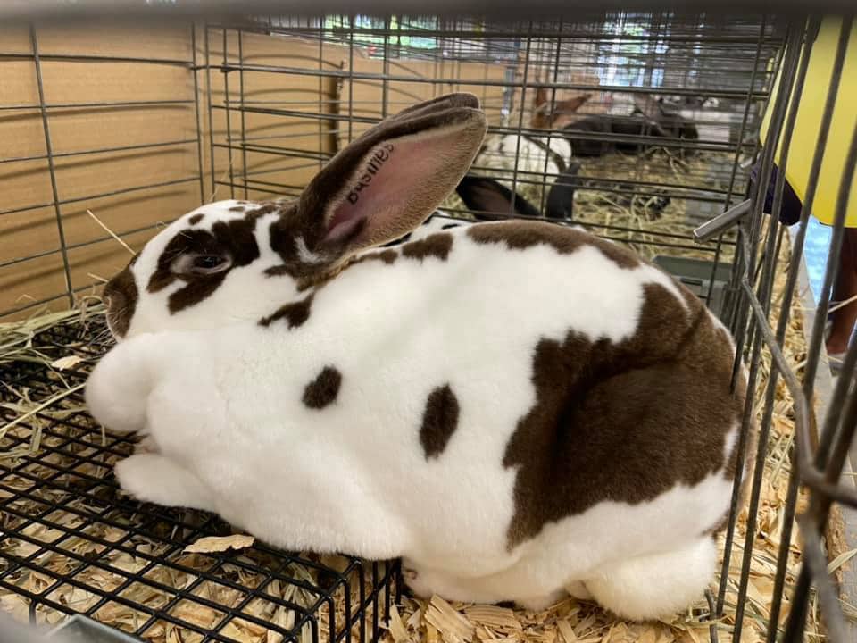 A white bunny with brown spots in a metal cage