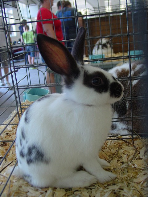 A white bunny with black spots in a metal cage